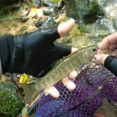 イワナの釣果