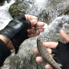 イワナの釣果