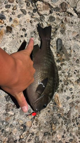 メジナの釣果