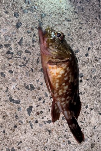 キジハタの釣果