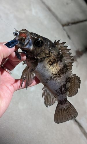 メバルの釣果