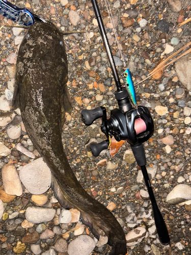 マナマズの釣果