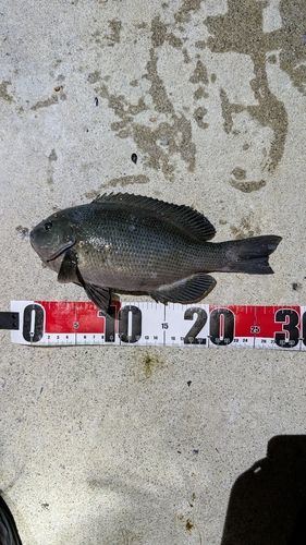 メジナの釣果