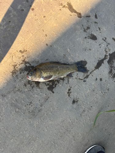 コイの釣果