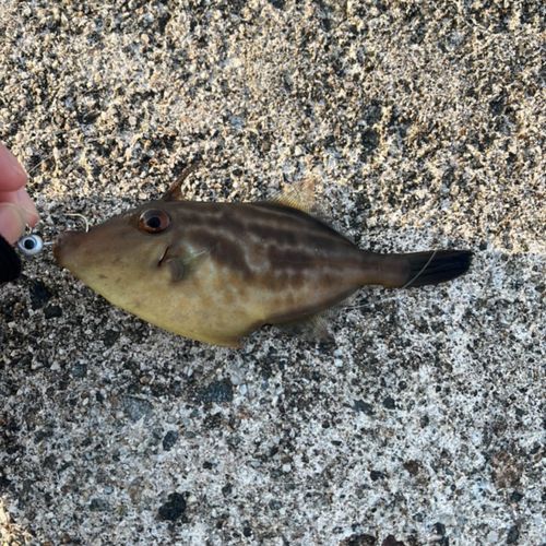 ウマヅラハギの釣果