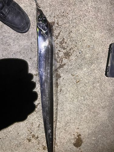 タチウオの釣果
