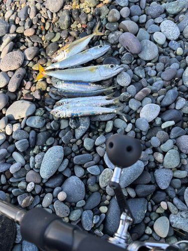 イワシの釣果