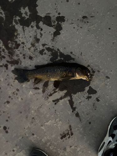 コイの釣果