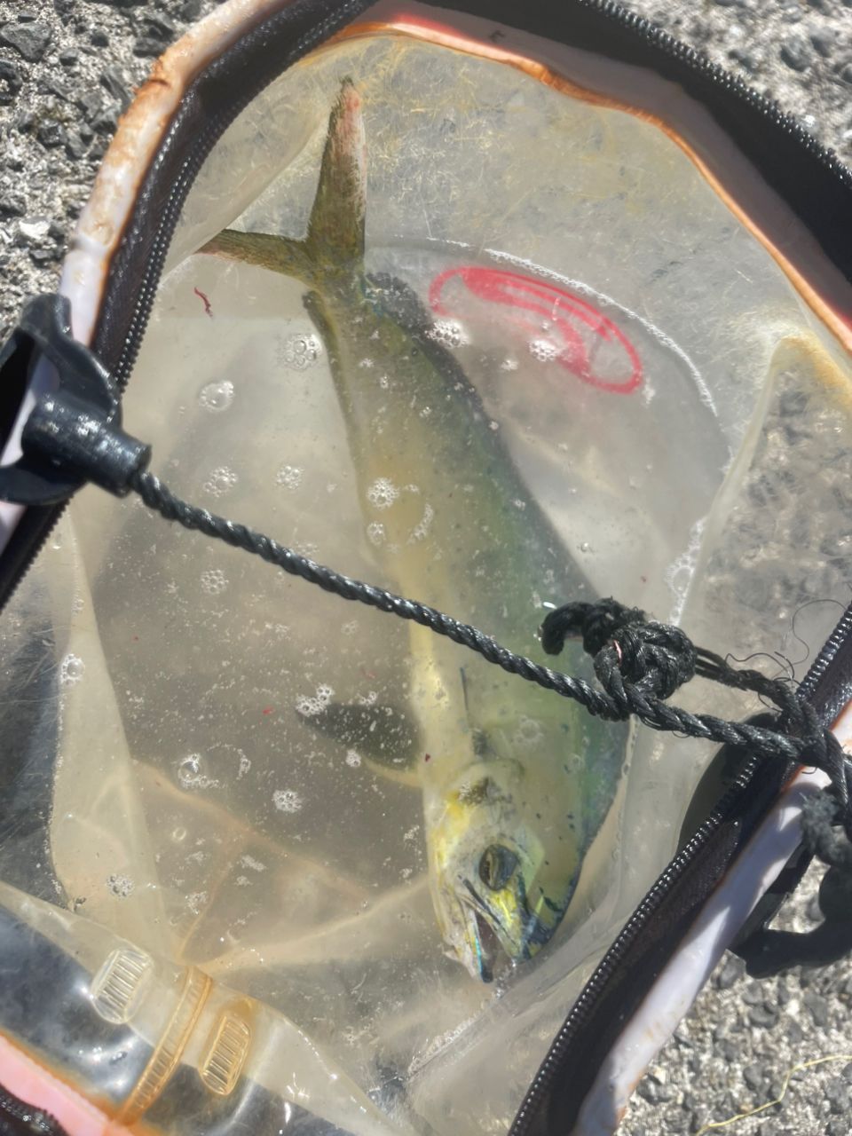 ミドさんの釣果 3枚目の画像