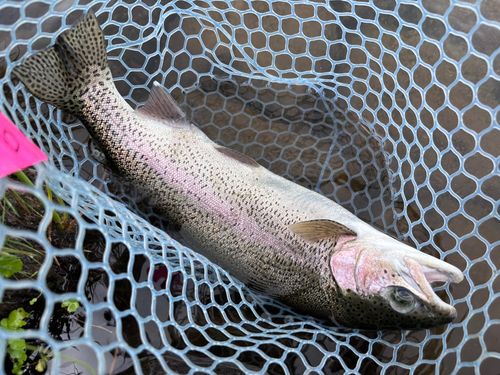 ニジマスの釣果