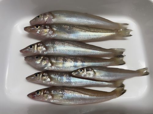 キスの釣果