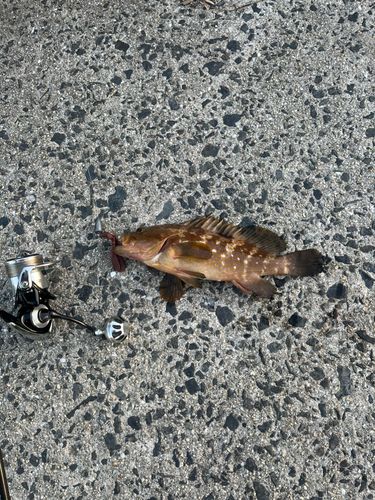 アコウの釣果