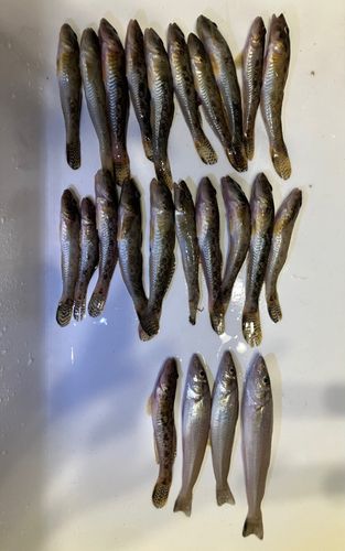 ハゼの釣果