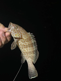 オオモンハタの釣果