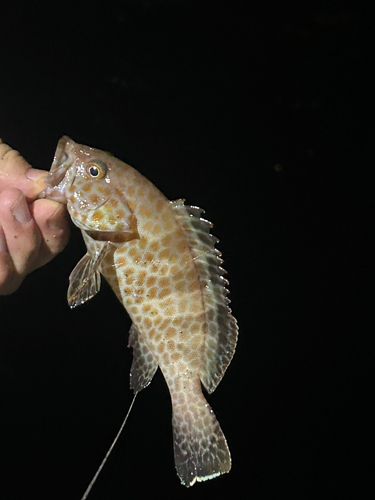 オオモンハタの釣果