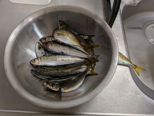 アジの釣果