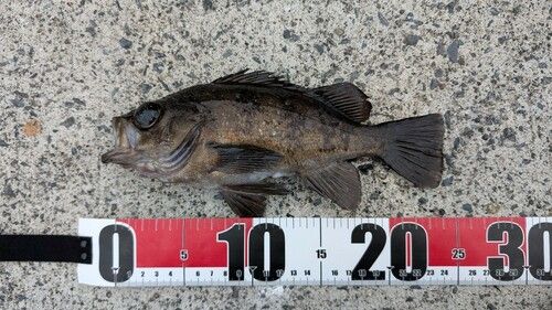 メバルの釣果