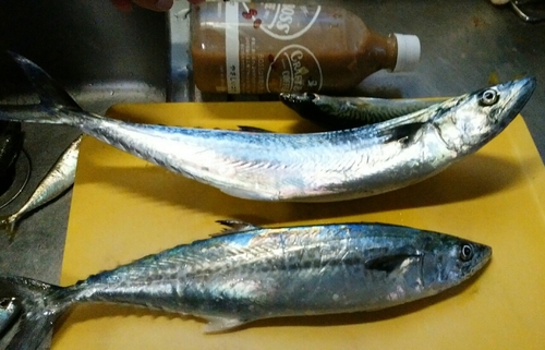 サワラの釣果