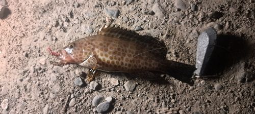 オオモンハタの釣果