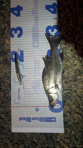 シーバスの釣果