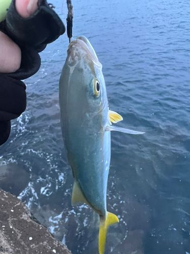 ツバスの釣果