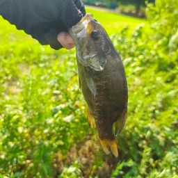 スモールマウスバス