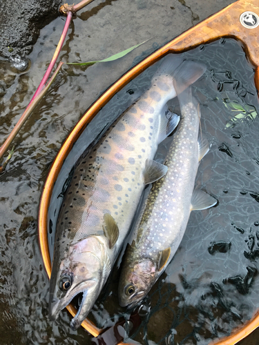 ヤマメの釣果