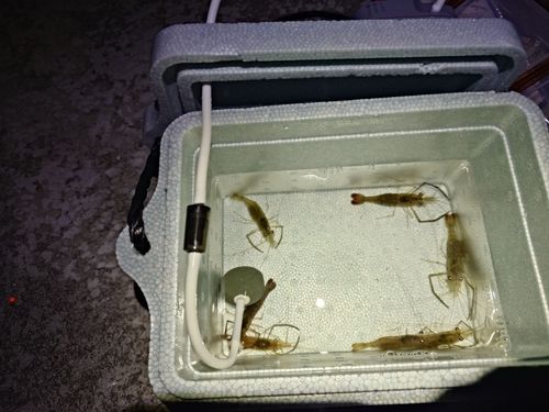 テナガエビの釣果