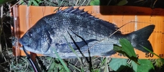 クロダイの釣果