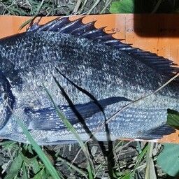 クロダイ