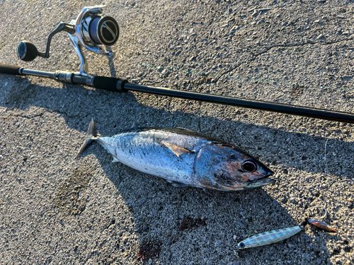 マルソウダの釣果