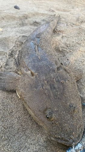 マゴチの釣果