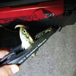 アジ