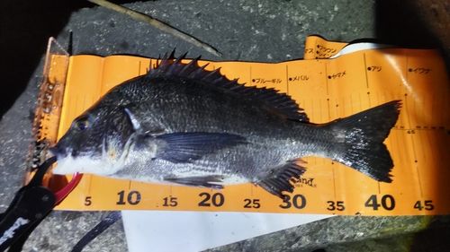 クロダイの釣果