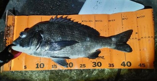 クロダイの釣果