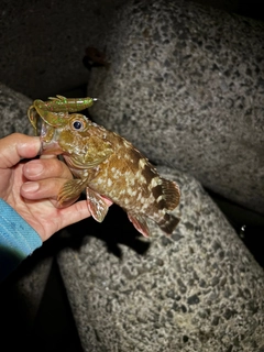 カサゴの釣果