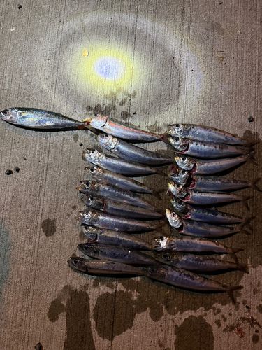 イワシの釣果