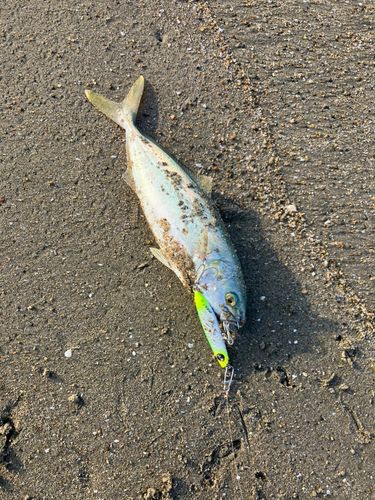 ワカシの釣果