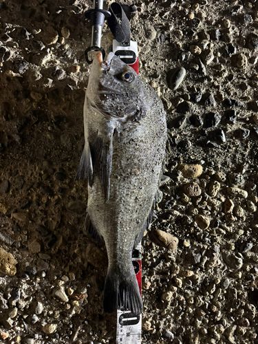チヌの釣果