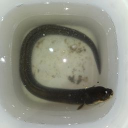ウナギ