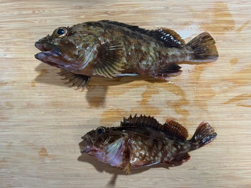 カサゴの釣果