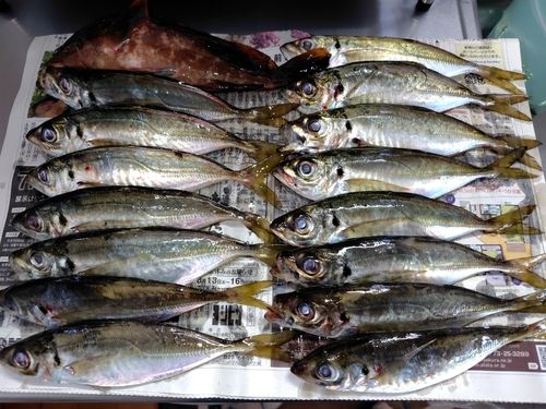 アジの釣果