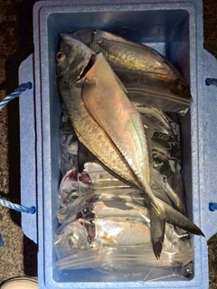 ギンガメアジの釣果