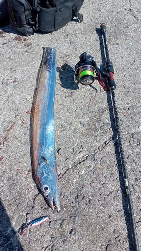 タチウオの釣果