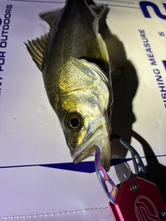 シーバスの釣果