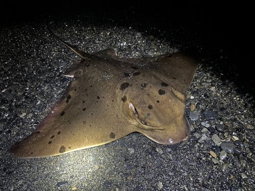 エイの釣果