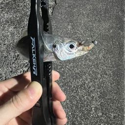 アジ