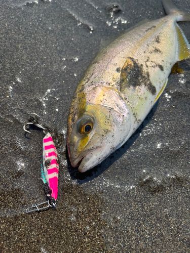 ショゴの釣果