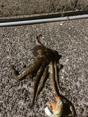 タコの釣果