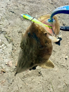 マゴチの釣果